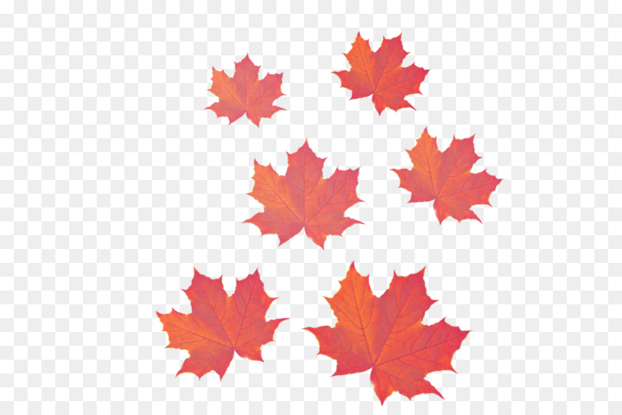 lá - Canada Ngày Pool Clipart Png Maple Leaf