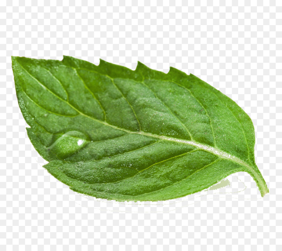 leaf flower plant herb