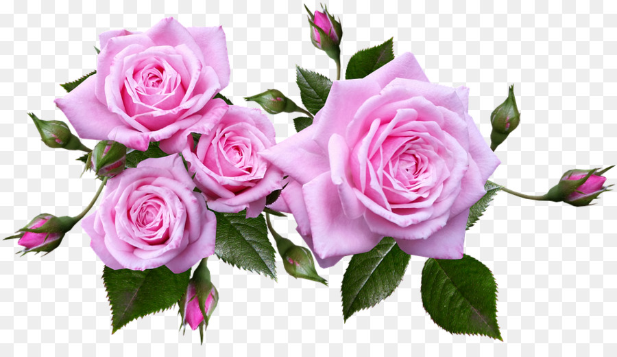 Le rose da giardino - Clipart rosa PNG rosa rosa