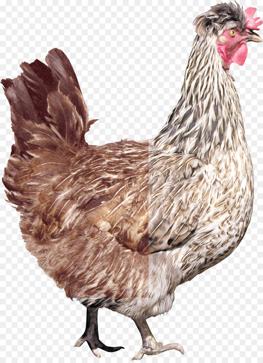 bird chicken rooster beak comb