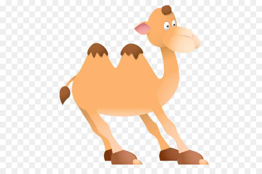 Tierfigurkarikatur des arabischen Kamels des Kamelkamelids - Indien Nahaufnahme Png Kamel