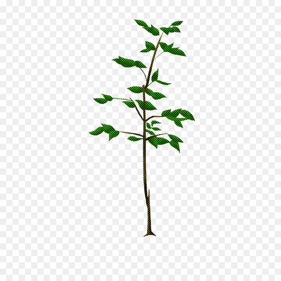 pianta fiore foglia albero verde - 