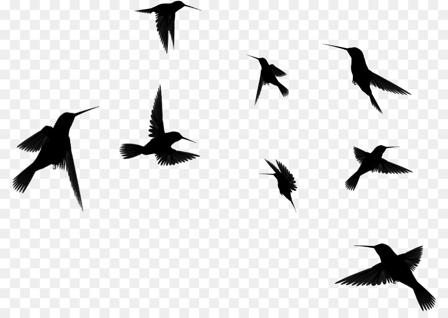 silhouette di migrazione animale migrazione di uccello floccoso uccello - Brasile stormo di uccelli