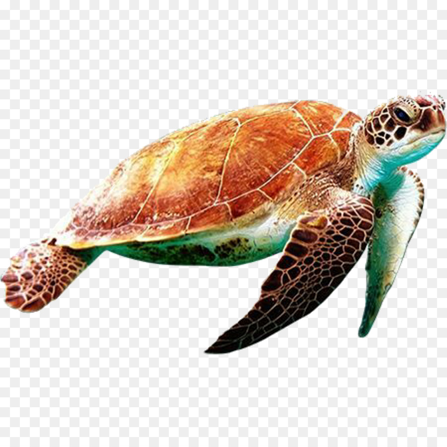 Meeresschildkröte Hawksbill Sea Turtle Olive Ridley Sea Turtle Loggerhead Sea Turtle Turtle - Kanada Tagesschildkröte