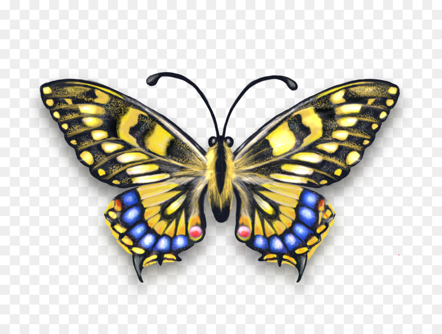 falene e farfalle farfalla insetto cynthia (sottogenere) farfalla dai piedi pennello - farfalla monarca disegno modello png
