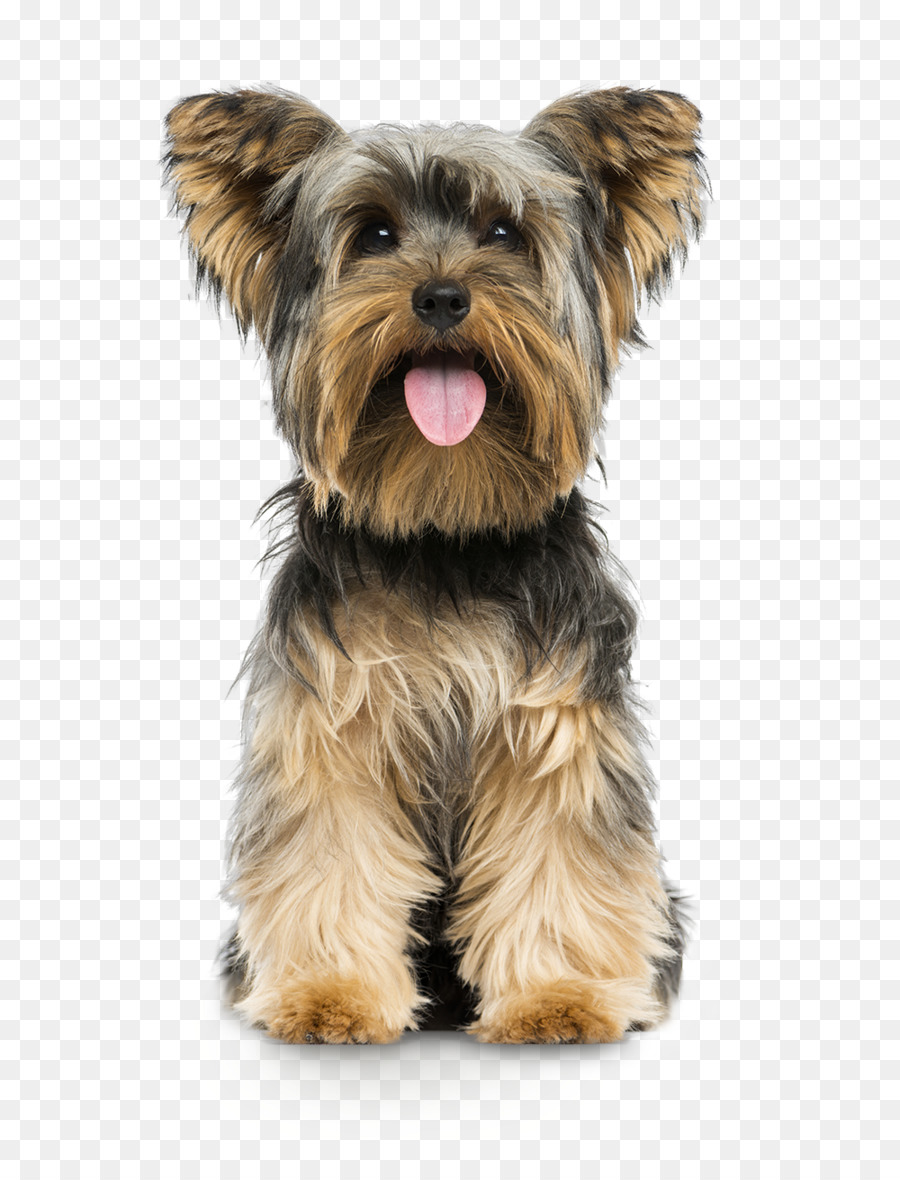 chó yorkshire terrier chó con terrier nhỏ - Mùa xuân Yorkie.