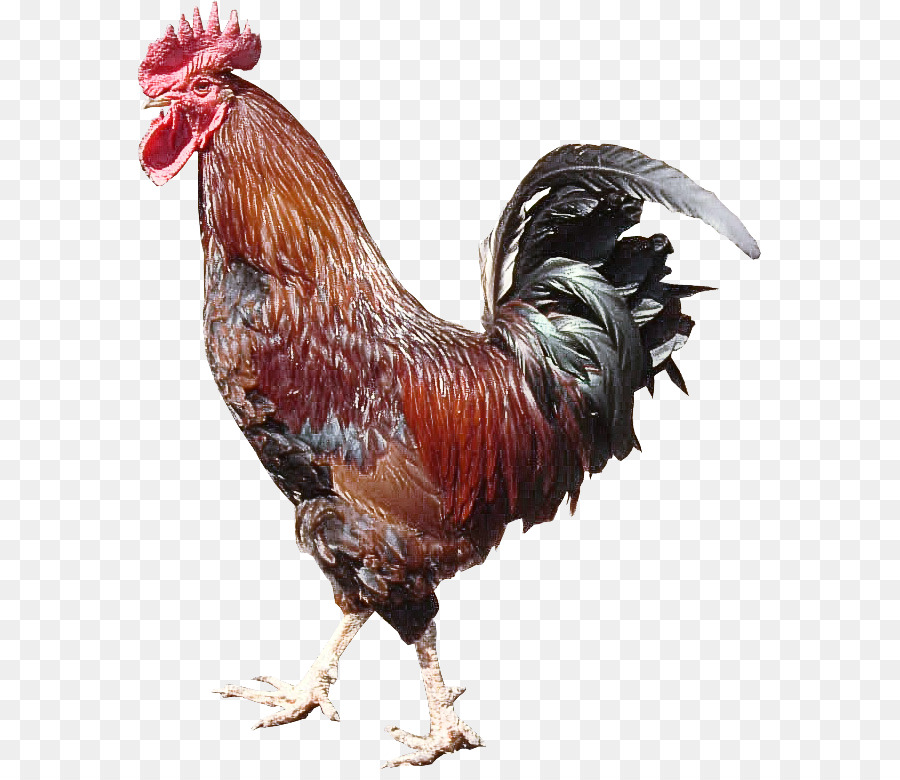 bird chicken rooster fowl comb