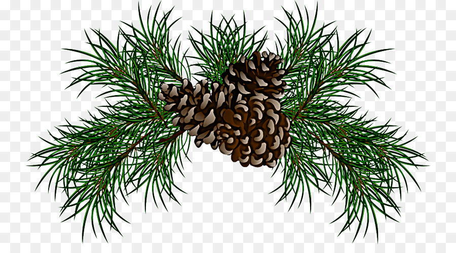 shortleaf black spruce sugar pine columbian spruce jack pine loblolly pine