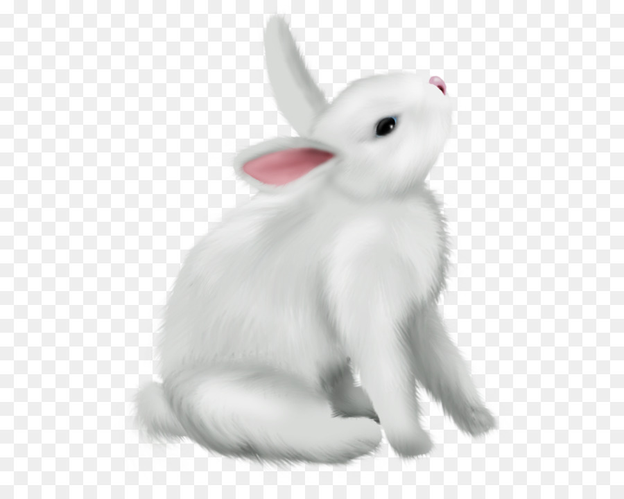 coniglio conigli e lepri figura animale lepre bianca - Germania Lepre europee