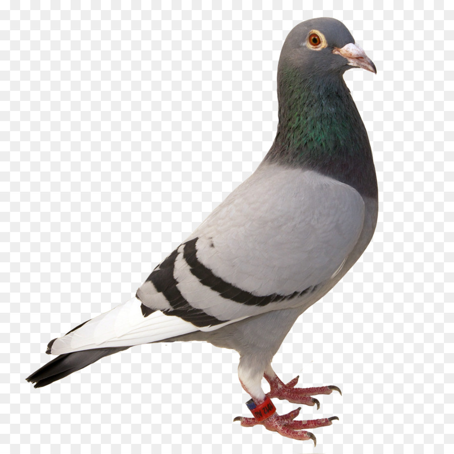 Bird Rock Dove Beak Pigheons e colombe - Palomas png piccione.