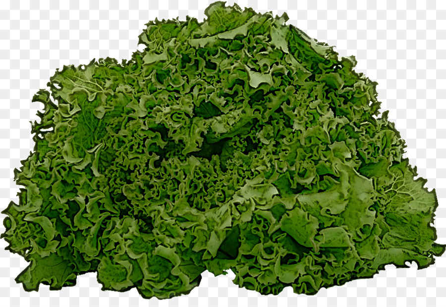 leaf vegetable leaf vegetable plant iceburg lettuce
