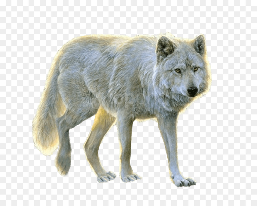 Kojotenwolf canis roter Wolf der wild lebenden Tiere - Tier Canidae