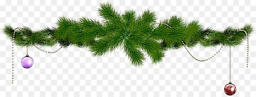 white pine tree plant american larch leaf