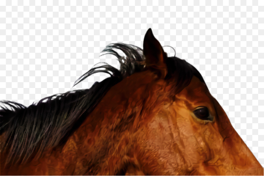horse hair mane sorrel head