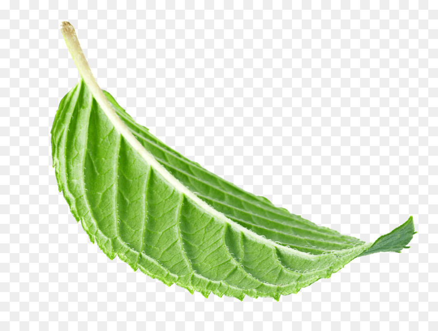 leaf plant flower