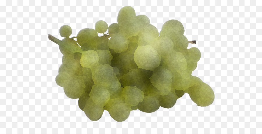grape grapevine family seedless fruit sultana vitis