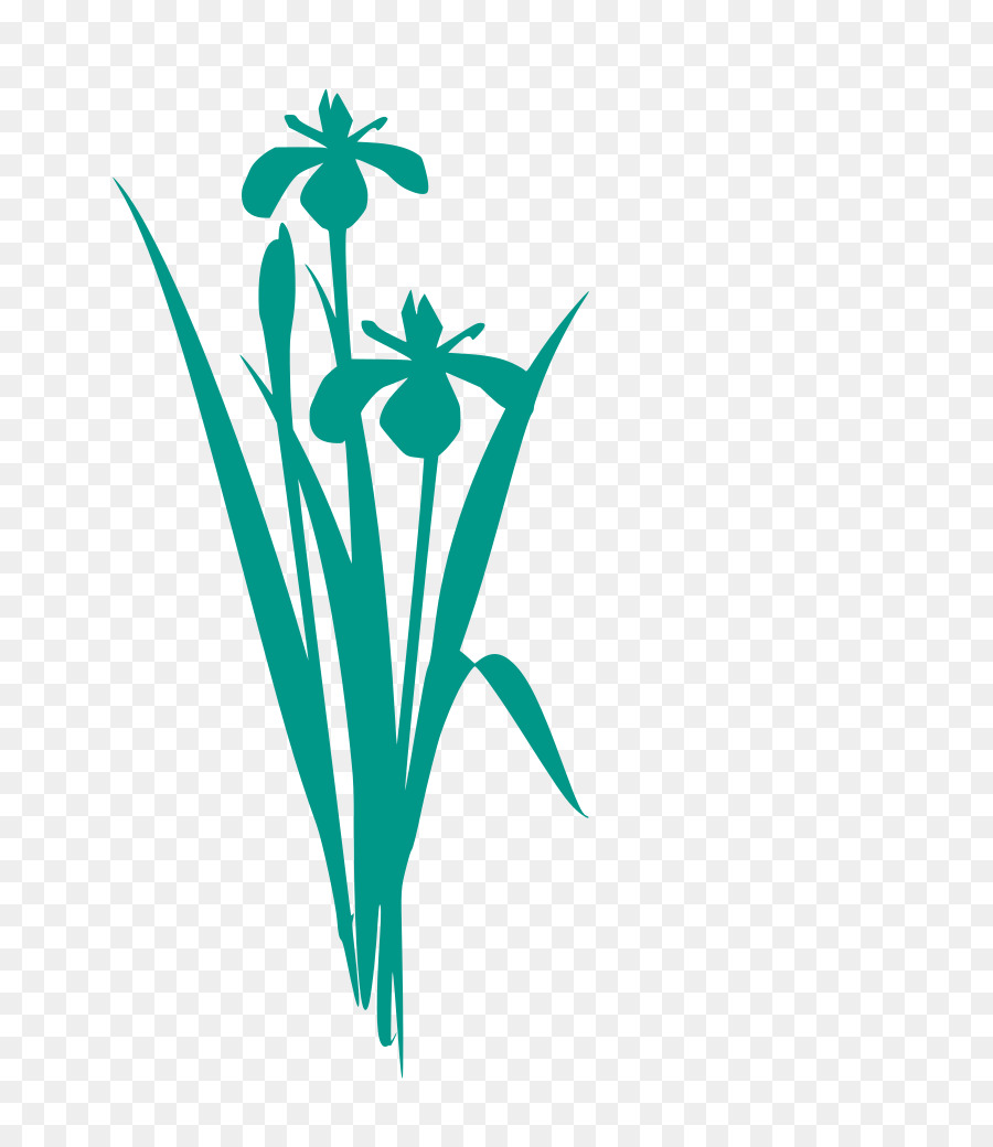 petalo verde della foglia della pianta del fiore - Iris