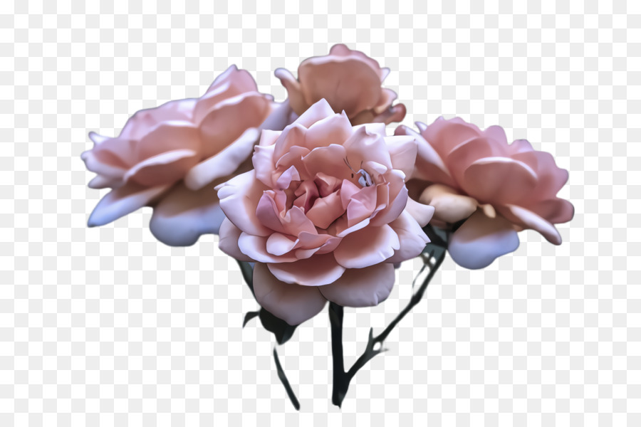 Hoa hồng trong vườn - 