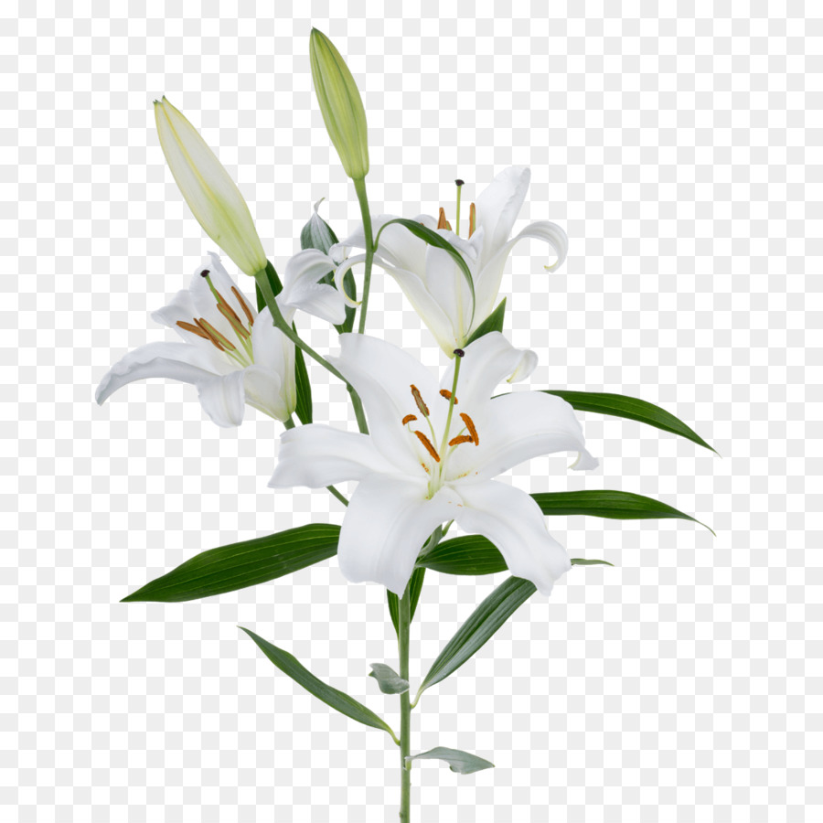 Stargazer lily white Oriental Lily