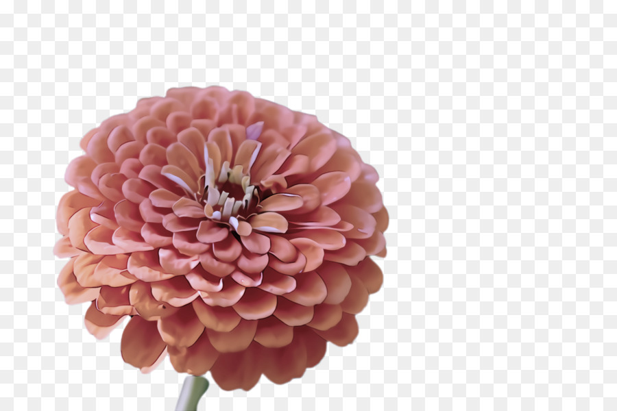 Blume rosa Zinnie Blütenblatt Pflanze - 