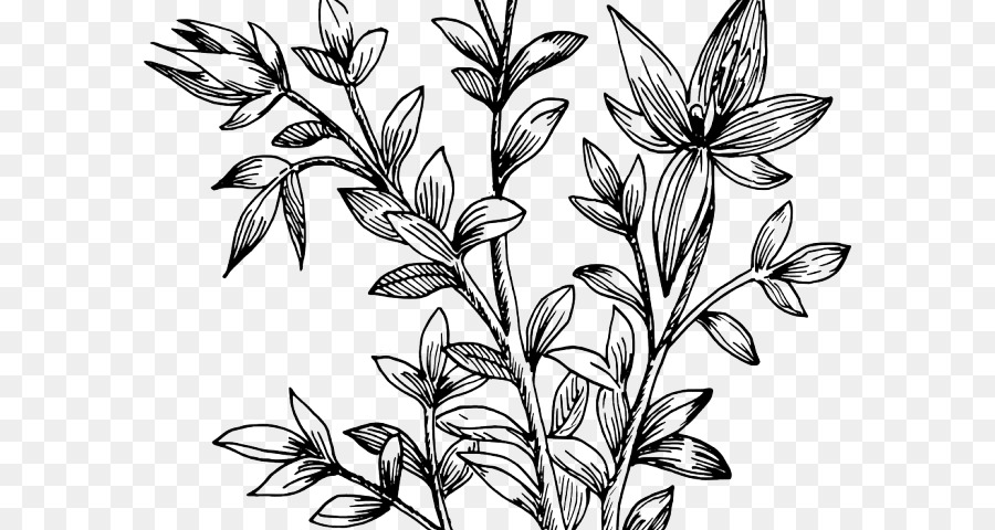 gambo della pianta del peduncolo della foglia della pianta del fiore - Disegni di novembre