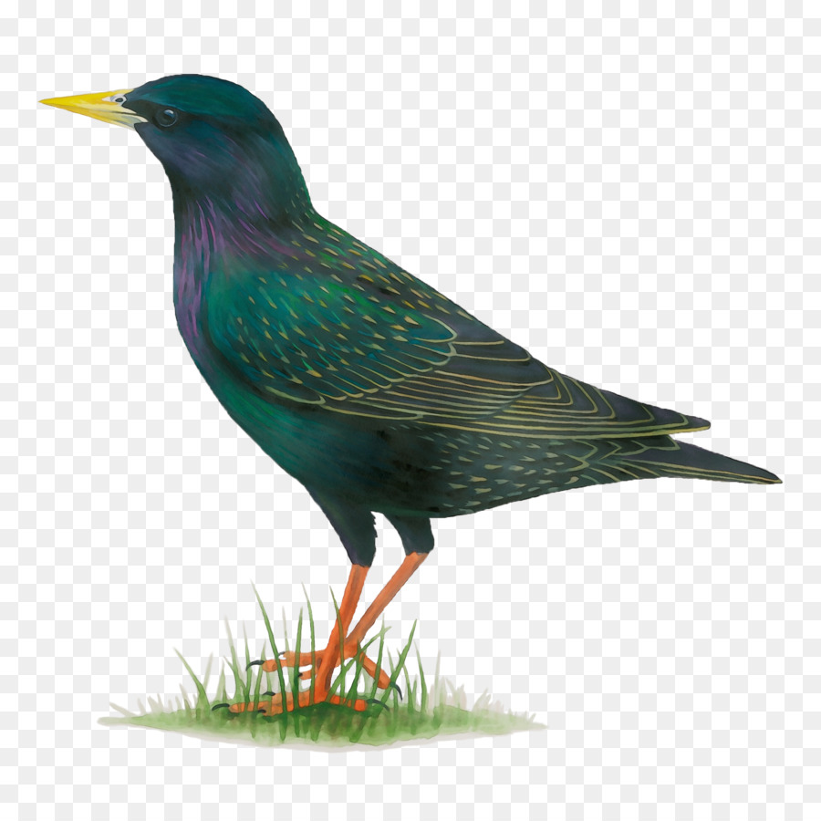 Bird Beak Châu Âu Starling Starling Perching Bird - 