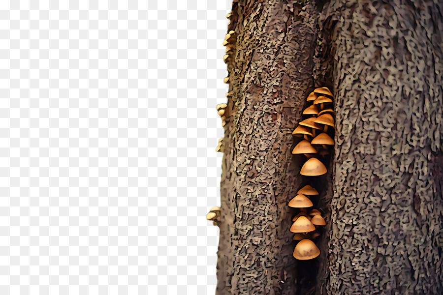 Tree Trunk Sugar Pine Gỗ - 