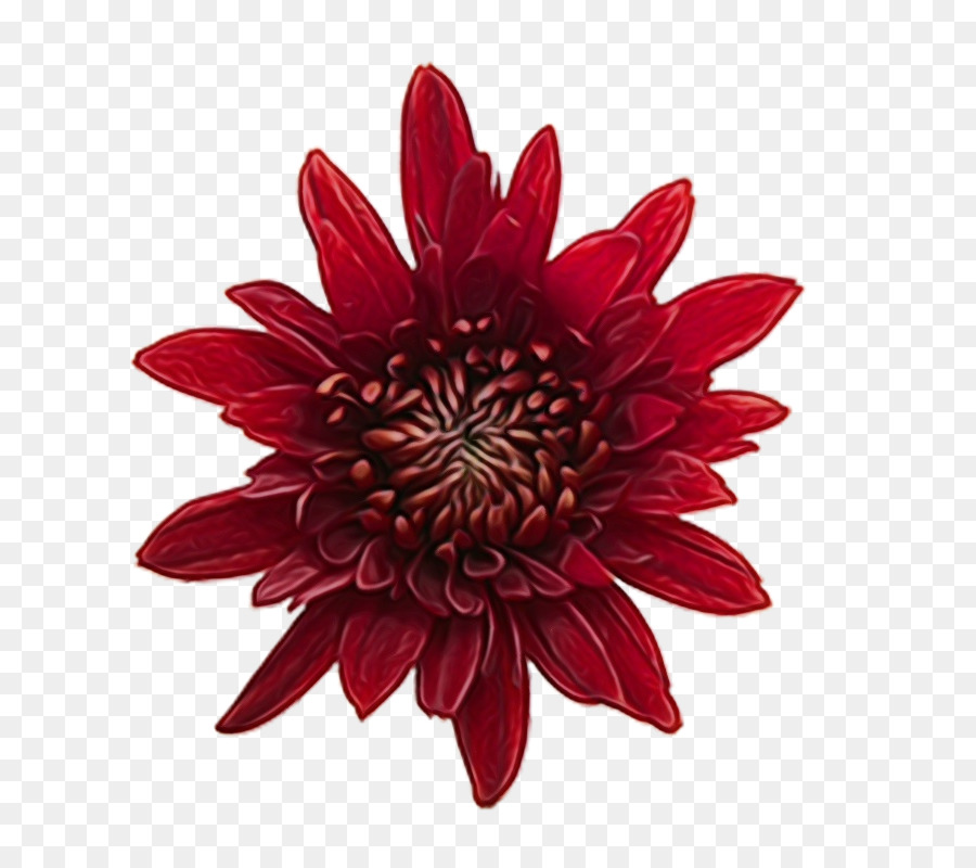 fiore rosso petalo pianta dalia - 