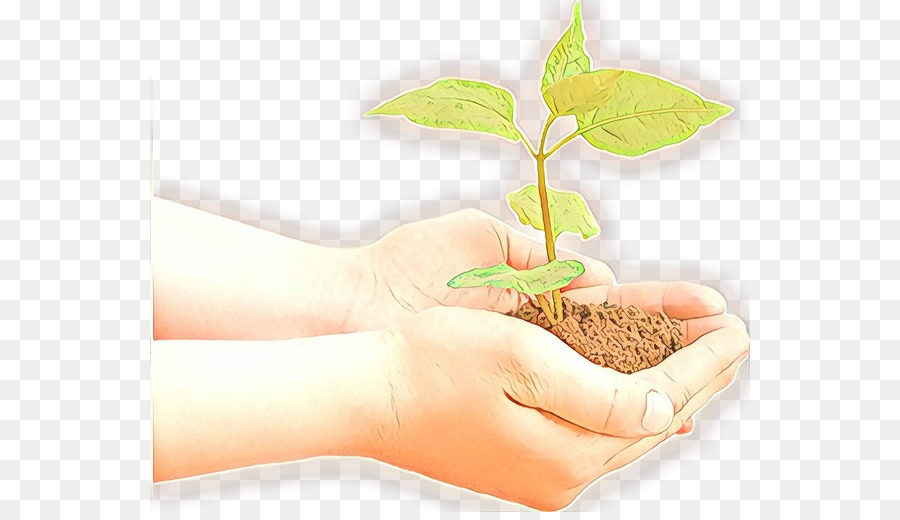 hand leaf plant tree soil