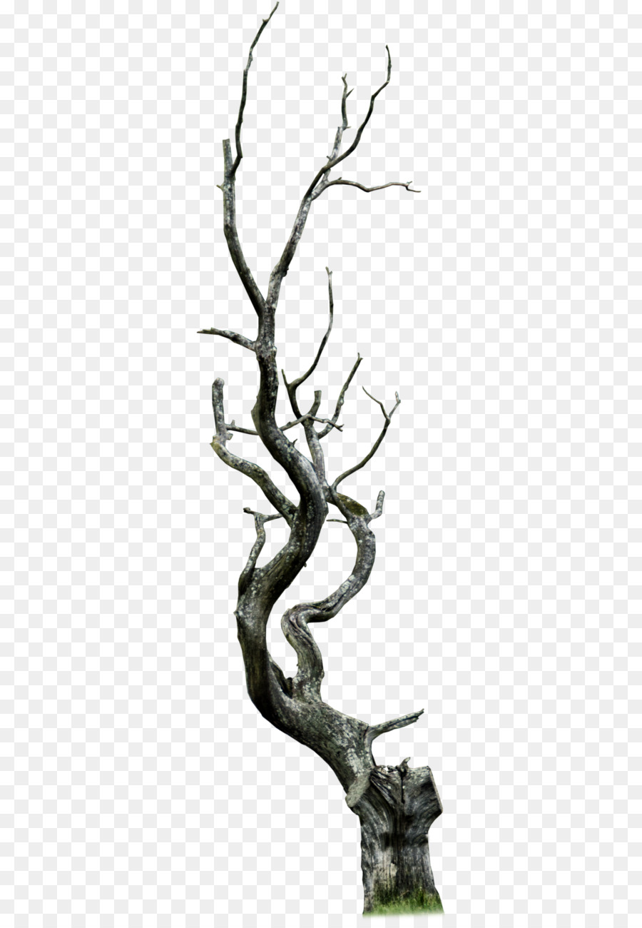 ramo albero pianta ramoscello pianta legnosa - Zhangjiajie