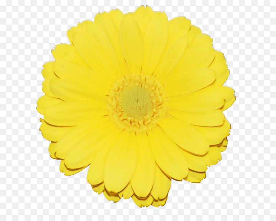 yellow flower english marigold gerbera petal