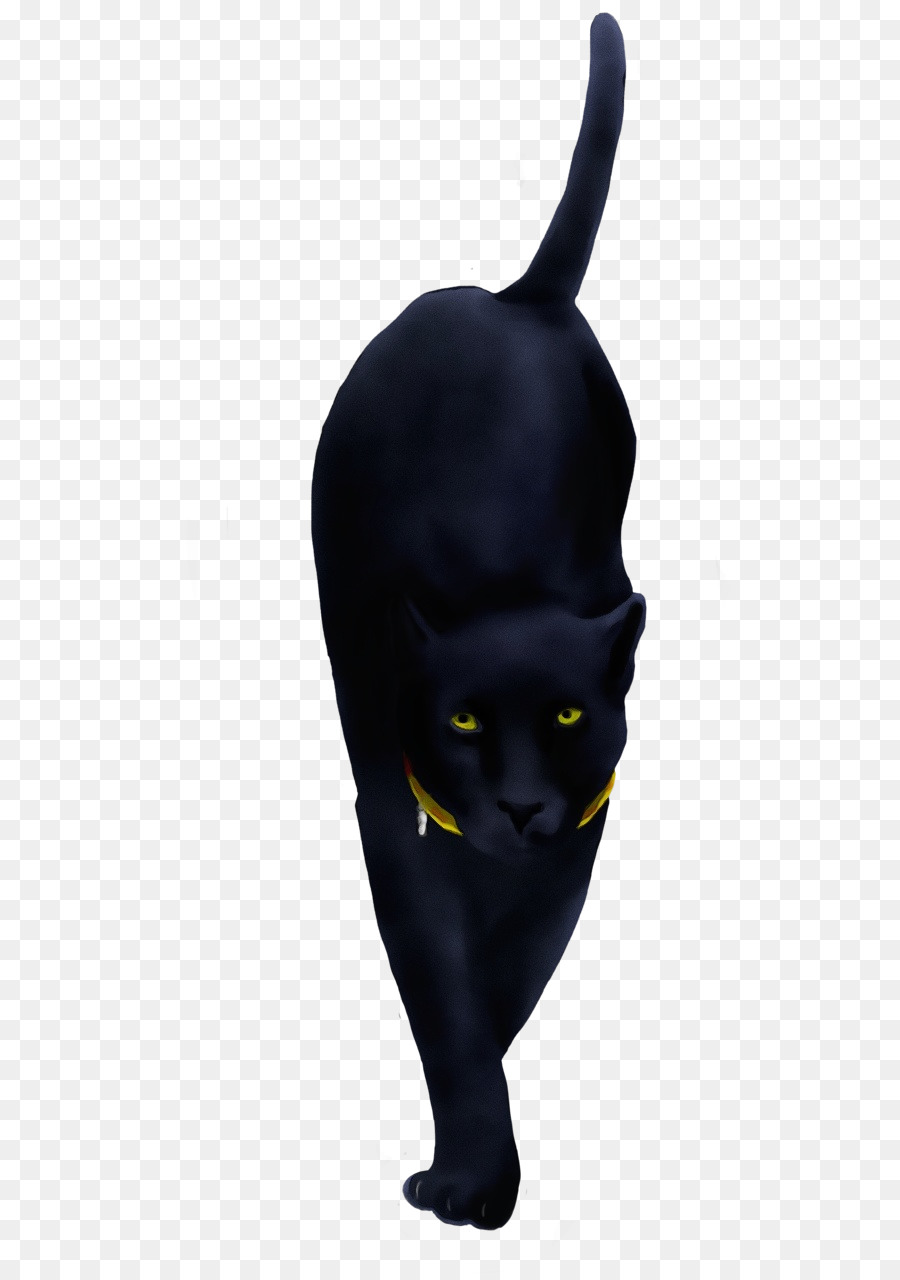 schwarze Katze schwarzer Kopf gelbes Bombay - 