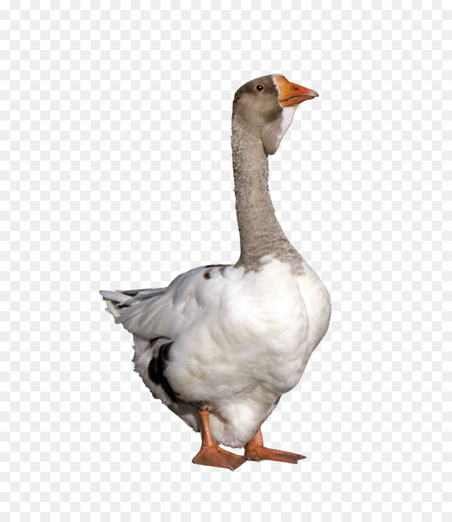 bird goose water bird beak duck
