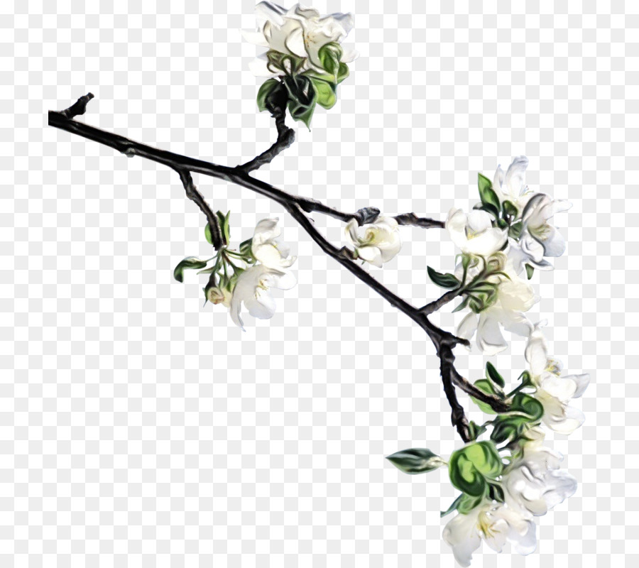 Blume Pflanze Zweig Zweig Schnittblumen - 
