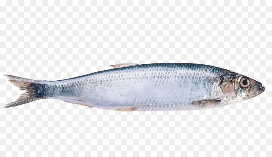 Fisch Fisch Hering Fischprodukte Futterfisch - 