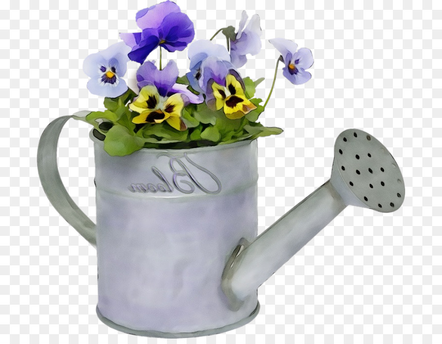 gießkanne violett blume lila pflanze - 