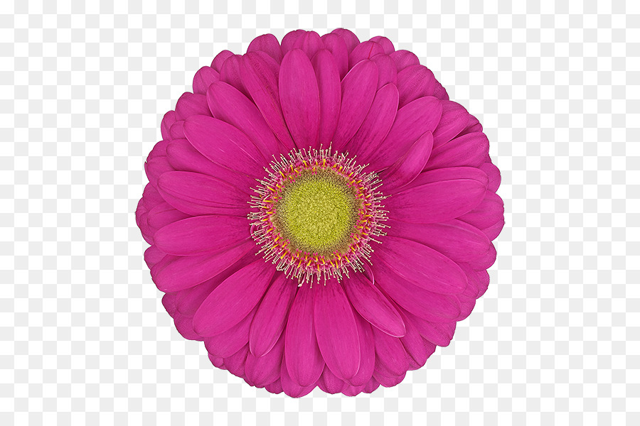 barberton daisy gerbera flower pink petal