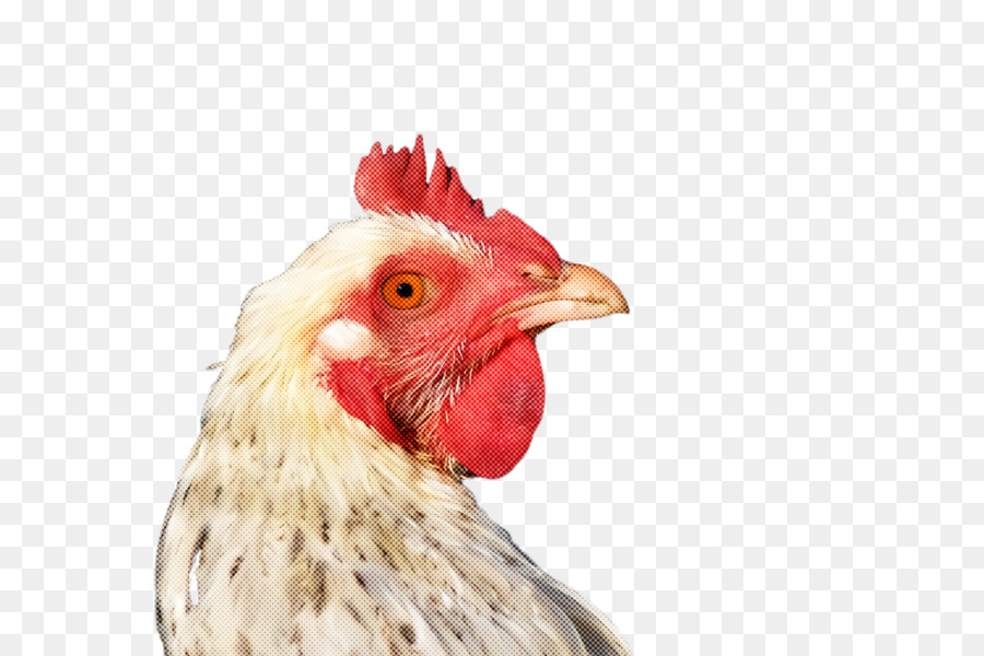 pettine di pollo becco gallo uccello - 