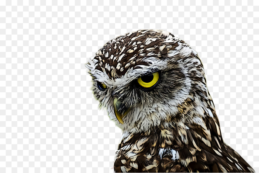 owl bird bird of prey beak western screech owl
