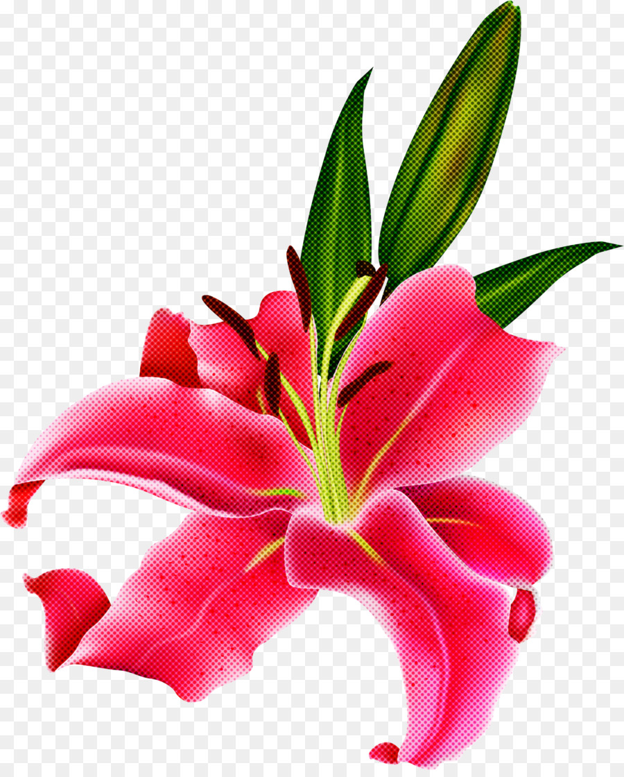 flower lily petal plant pink