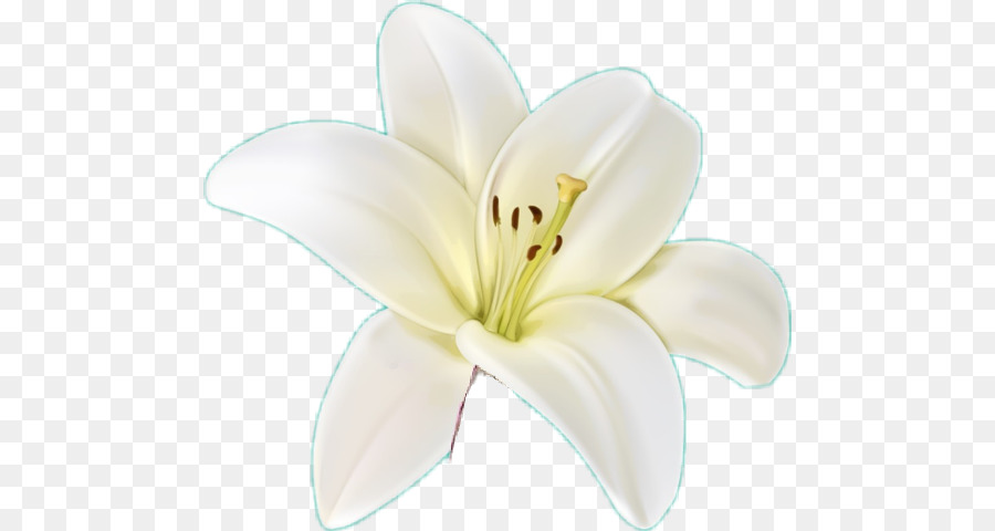 Blütenblattanlage der weißen Blume der Lilie - Sommertageslilie