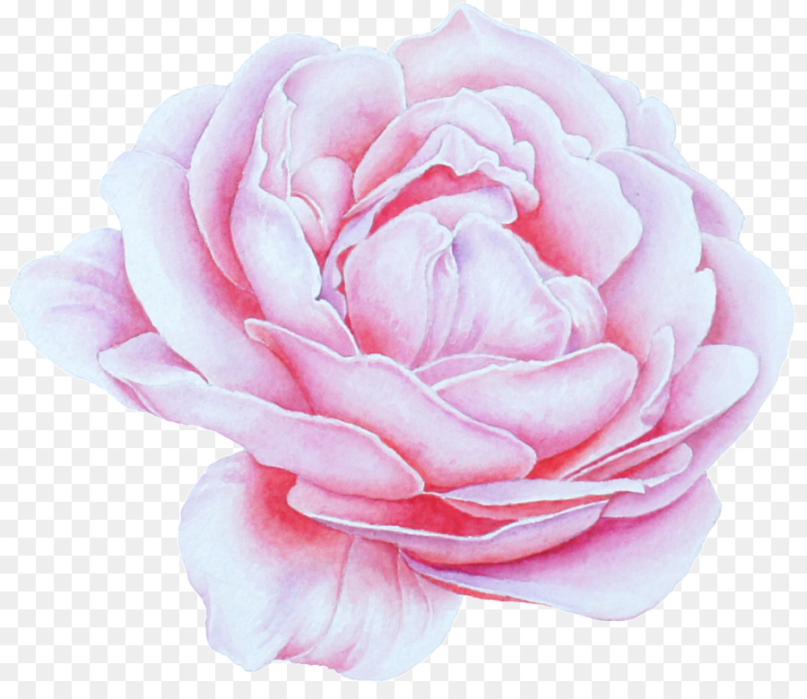 Hoa hồng trong vườn - Hoa mẫu đơn tháng 12