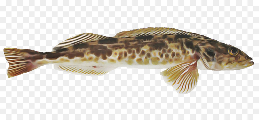 fish fish catfish magur
