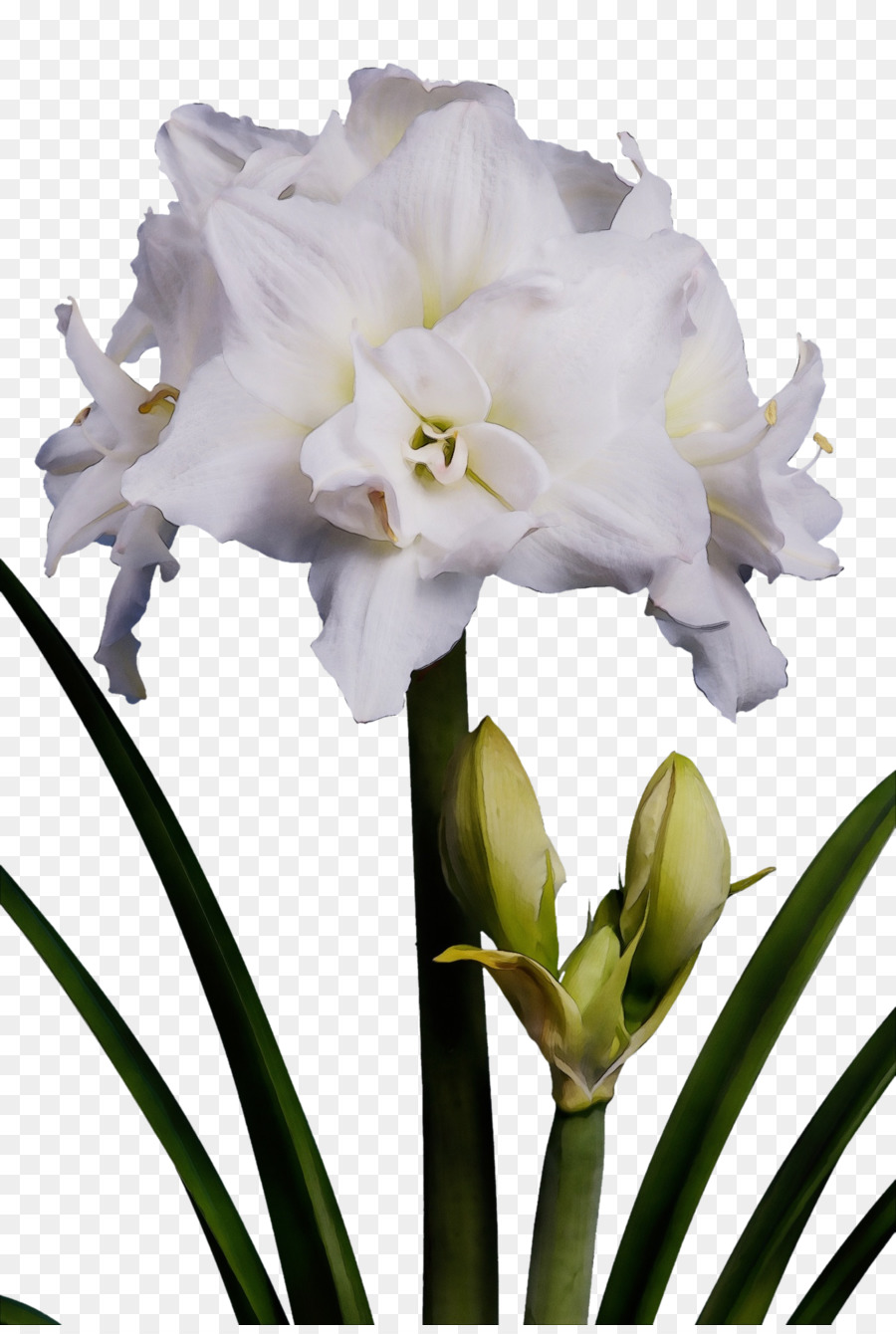 fiore pianta reciso fiori petalo amaryllis belladonna - 
