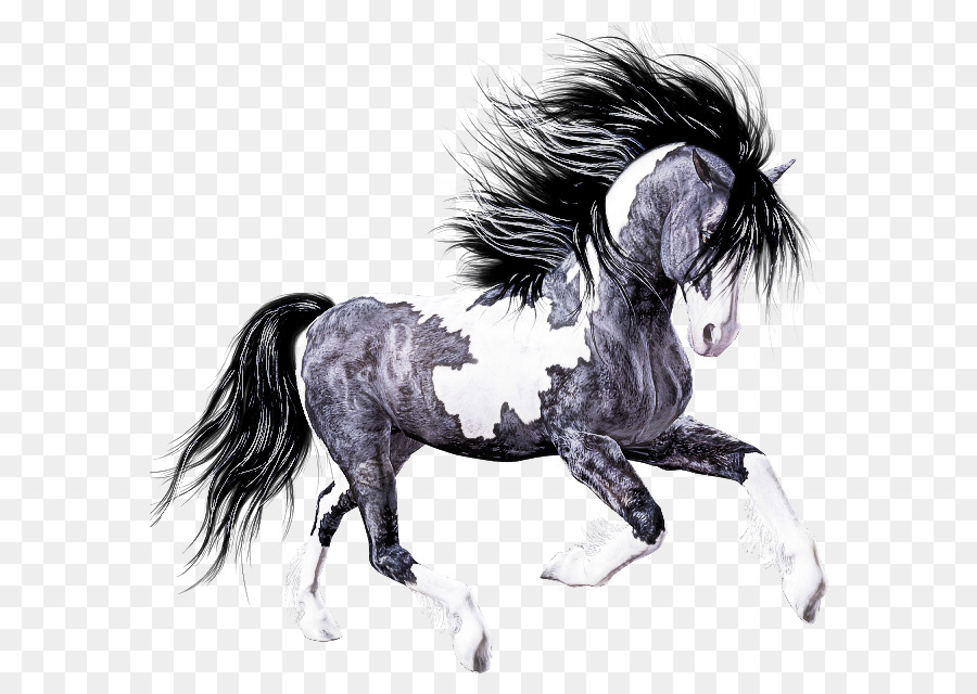 horse mane animal figure stallion mare