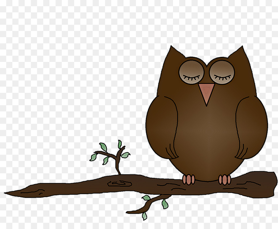 owl bird bird of prey eastern screech owl branch