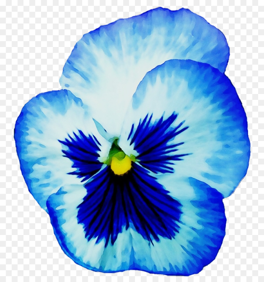 cánh hoa màu xanh pansy pansy hoang dã - 