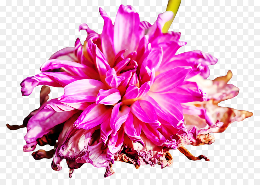 rosa Blumenblumenblatt-Pflanzenpfingstrose - 