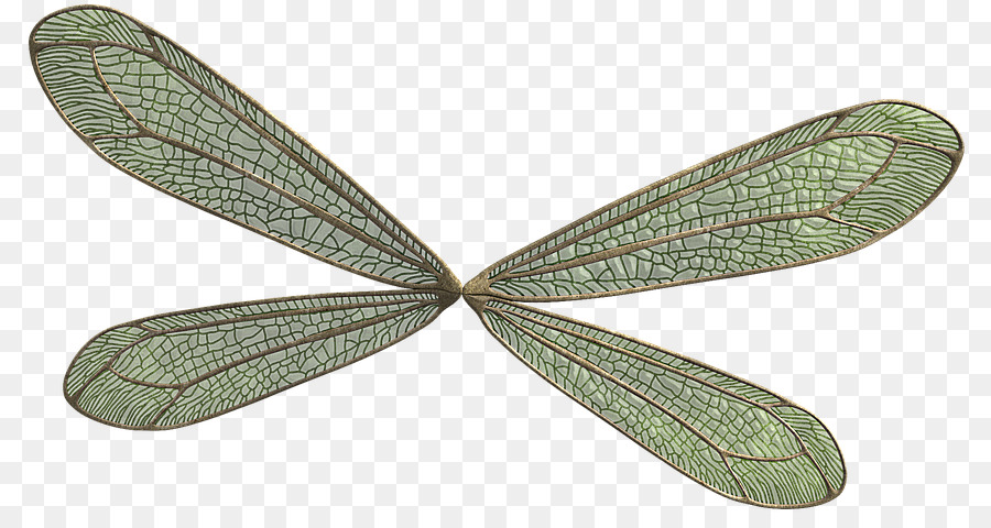 Insektenblatt Flügel Netzflügel Insekten Libellen und Damselflies - Elf Wings.