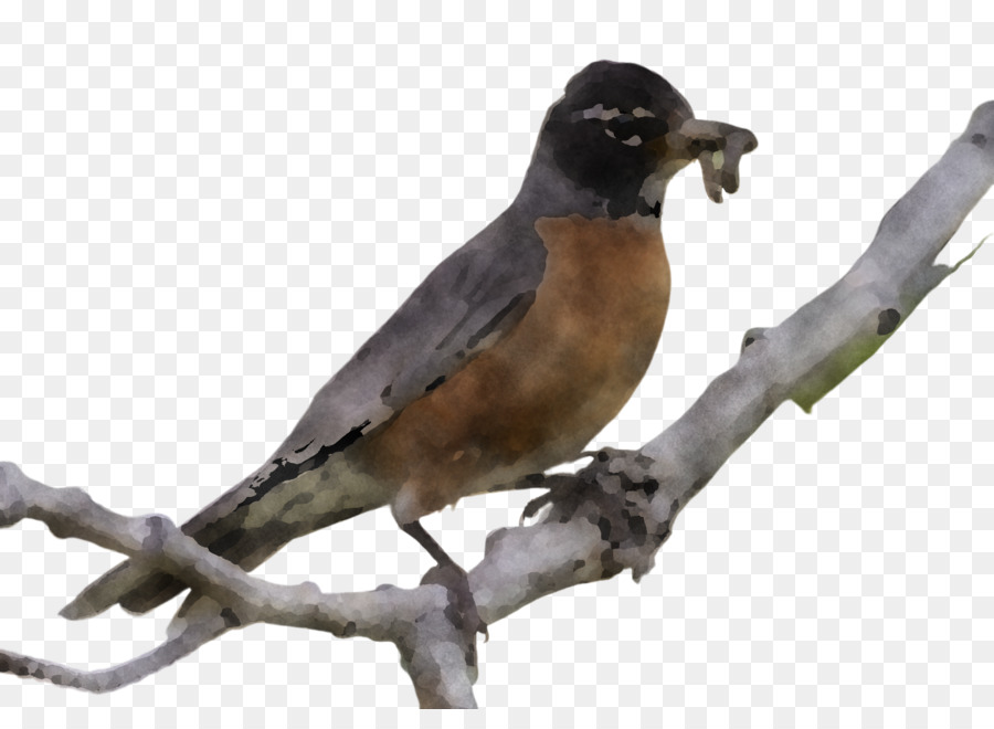 Vogel Schnabel Robin hocken Vogel Zweig - 